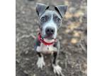 Adopt Grant a Pit Bull Terrier, Mixed Breed
