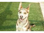 Adopt Robin Hood a Siberian Husky, Mixed Breed