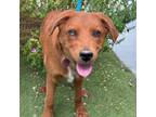 Adopt Albus a Labrador Retriever, Golden Retriever