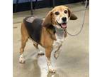 Adopt Charles 2024 a Beagle