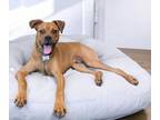 Adopt Duke a Boxer, Pug