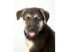 Adopt Loki a German Shepherd Dog