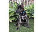 Adopt Hank a German Shepherd Dog