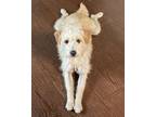 Adopt Mark a Cairn Terrier