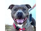 Adopt Buckley - Foster or Adopt Me! a American Staffordshire Terrier