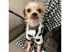 Adopt Alaska a Shih Tzu