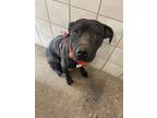Adopt Fang a Pit Bull Terrier