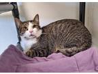 Adopt Calvin Kevin a Domestic Short Hair, Tabby
