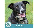 Adopt Duncan (Cocoa Krispies) 020324 a Shepherd, Labrador Retriever