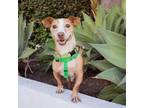 Adopt Sam a Dachshund