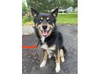 Adopt Midnight a Siberian Husky, Pomeranian