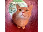 Adopt Ben a Domestic Short Hair