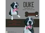 Adopt Duke a Boxer