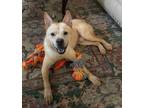 Adopt Charlie a Terrier