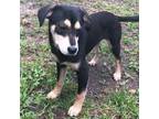 Adopt Jack a Labrador Retriever, Beagle