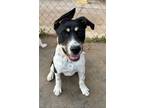 Adopt Paxton a Pointer, Mixed Breed