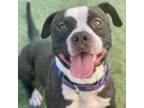 Adopt Eeyore a Boxer, Pit Bull Terrier