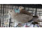 Adopt Reba a Dove