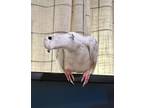 Adopt Rocky a Dove