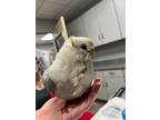 Adopt Rain a Pigeon