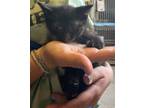 Adopt Dorian a Domestic Short Hair