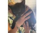 Adopt Vernon a Domestic Short Hair