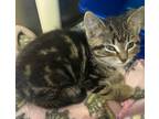 Adopt Gasket a Domestic Short Hair