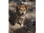Adopt Maddox a German Shepherd Dog