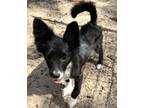Adopt Jinx a Pomeranian