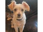 Adopt Krewe a Schnauzer