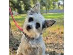 Adopt Jae a Schnauzer