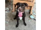 Adopt Ranger a Retriever, Pit Bull Terrier