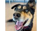 Adopt Juno a German Shepherd Dog, Husky