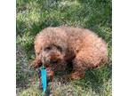 Adopt Bluey a Poodle