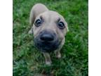 Adopt Blade a Black Mouth Cur, Labrador Retriever