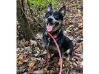 Adopt Jameson Dale (JD) a Australian Cattle Dog / Blue Heeler