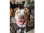 Adopt Kane a Terrier