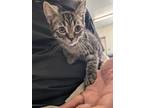 Adopt Cedar 97 a Domestic Short Hair
