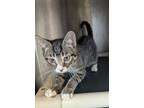 Adopt Daphne 1 a Domestic Short Hair