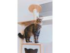Adopt Bronx 2955 a Domestic Medium Hair, Maine Coon