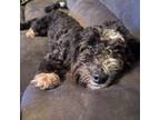 Adopt Karl a Poodle, Australian Shepherd