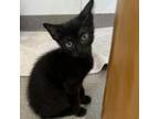 Adopt Bongo a Domestic Short Hair