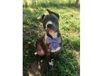 Adopt Billy a Pit Bull Terrier