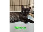 Adopt Whit H (Flossy) a Domestic Short Hair