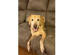 Adopt Duglas a Labrador Retriever
