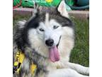 Adopt Grizzle a Husky