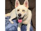 Adopt Trent a Husky