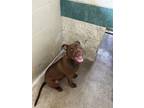 Adopt Pepsi a Pit Bull Terrier