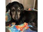 Adopt Tarry Larry a Mixed Breed