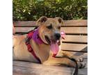 Adopt Tommy Hilfiger a Pit Bull Terrier